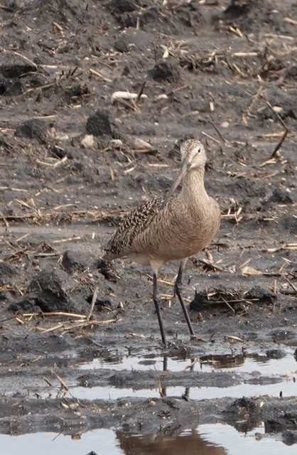 Marbled Godwit - ML636524623