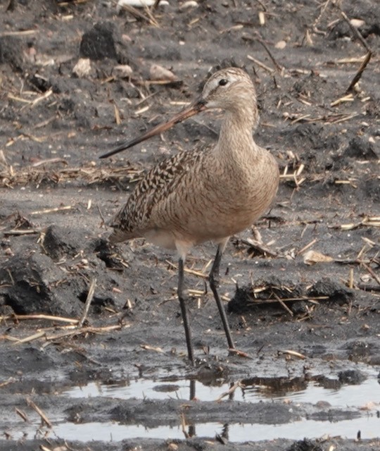 Marbled Godwit - ML636524624