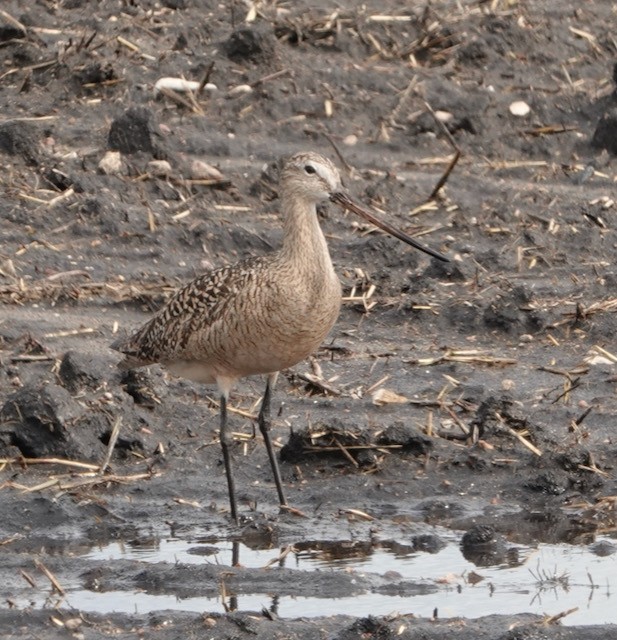 Marbled Godwit - ML636524625