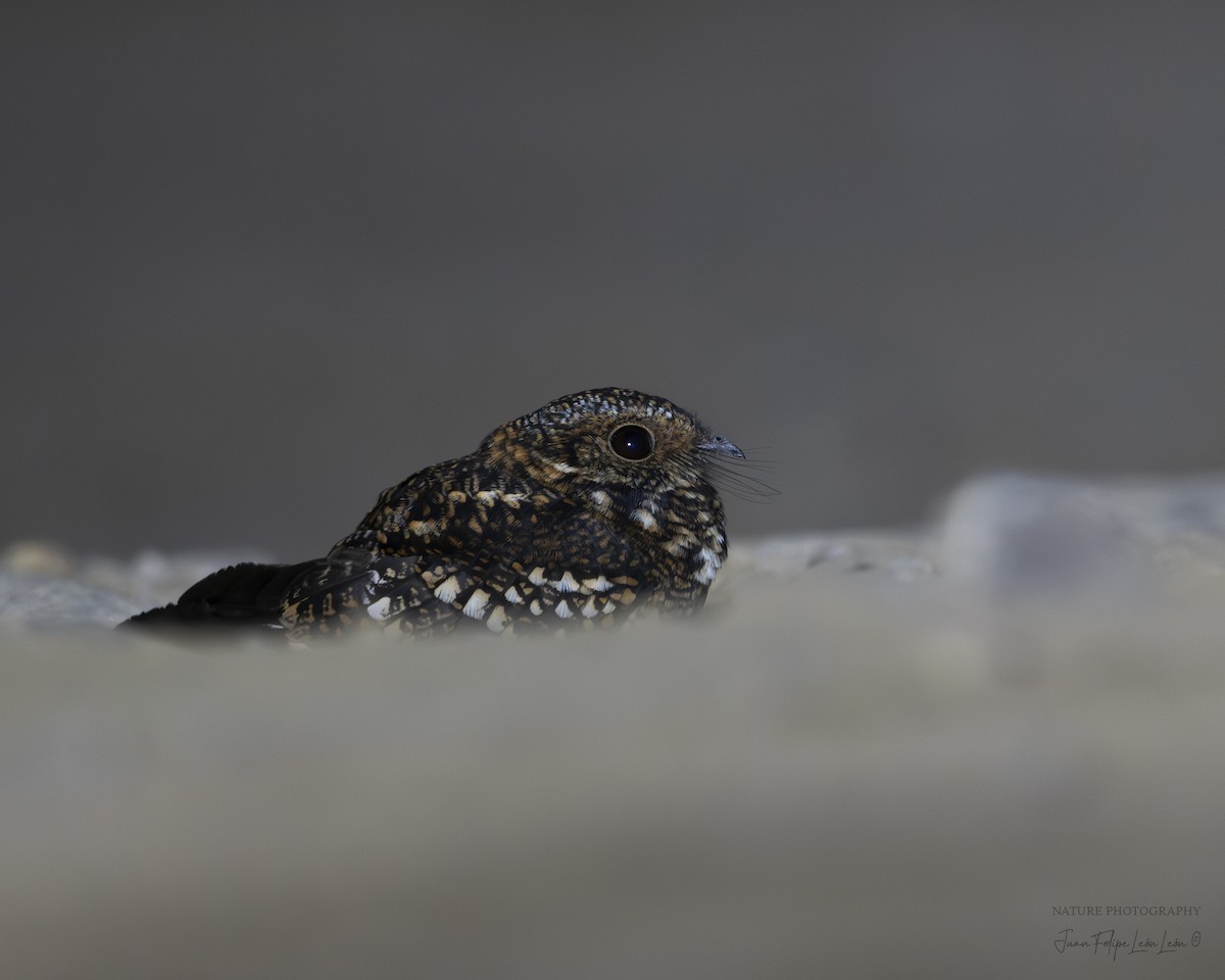 Band-winged Nightjar - ML636524655