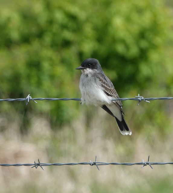 Eastern Kingbird - ML636524747