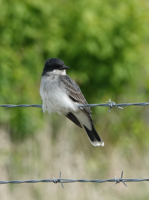 Eastern Kingbird - ML636524749