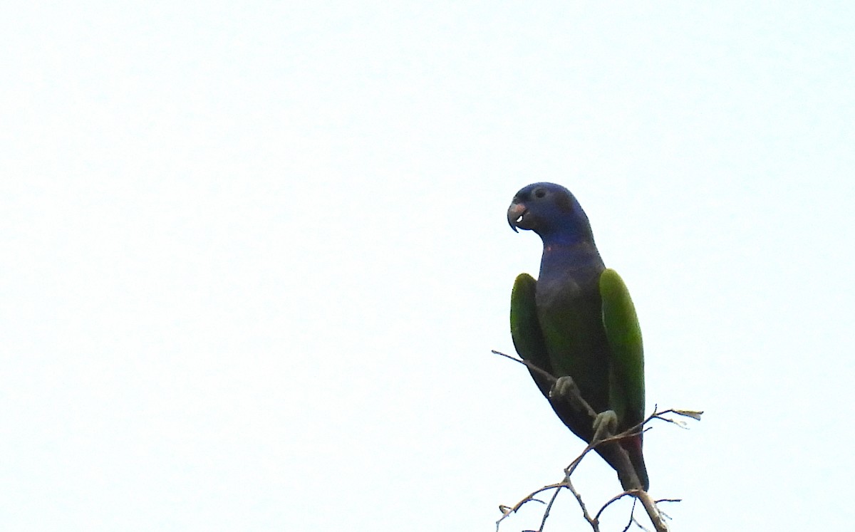 Blue-headed Parrot - ML636524756