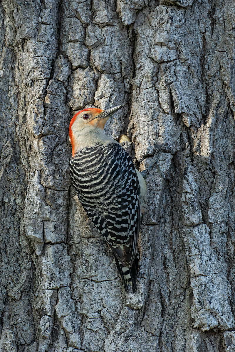 Red-bellied Woodpecker - ML636524770