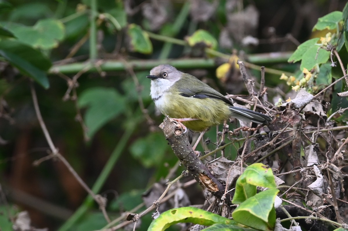 Bar-throated Apalis - ML636524790