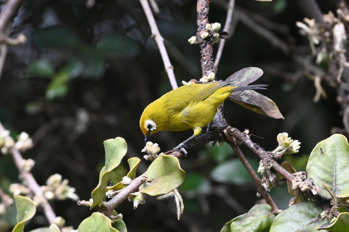 Kilimanjaro White-eye - ML636524830