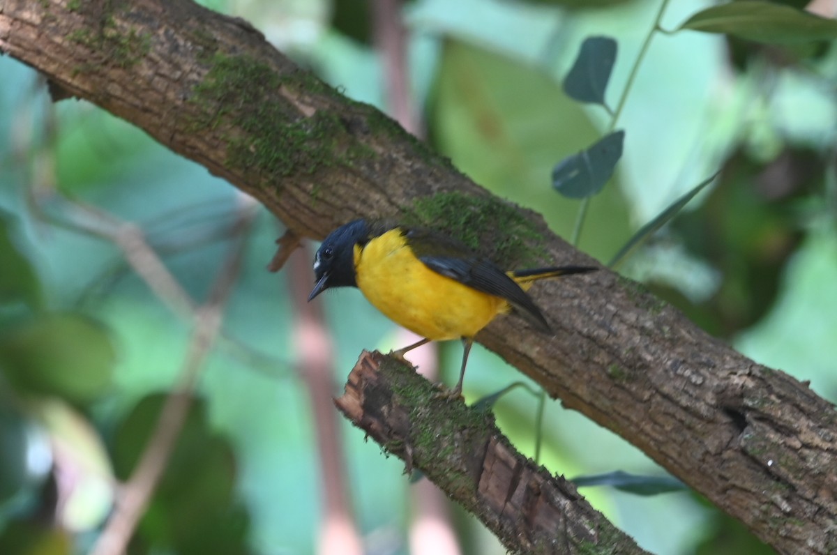 White-starred Robin - ML636524838