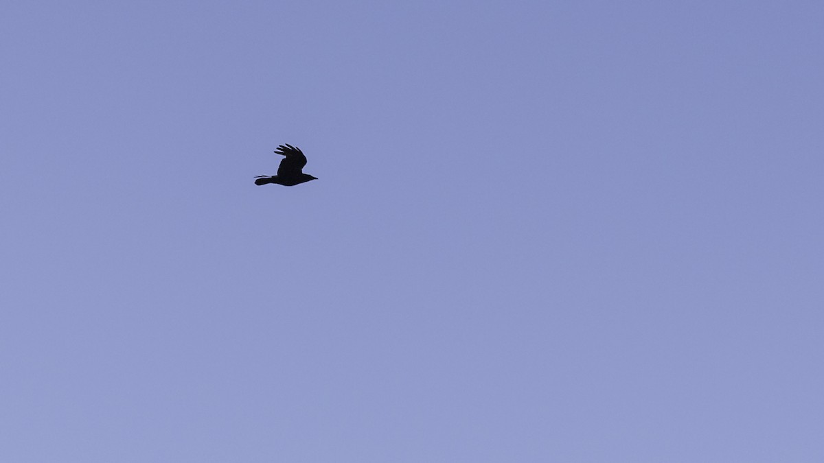 American Crow - ML636524885