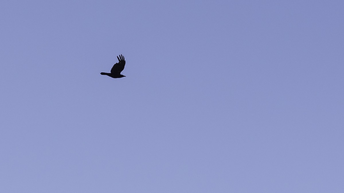 American Crow - ML636524886