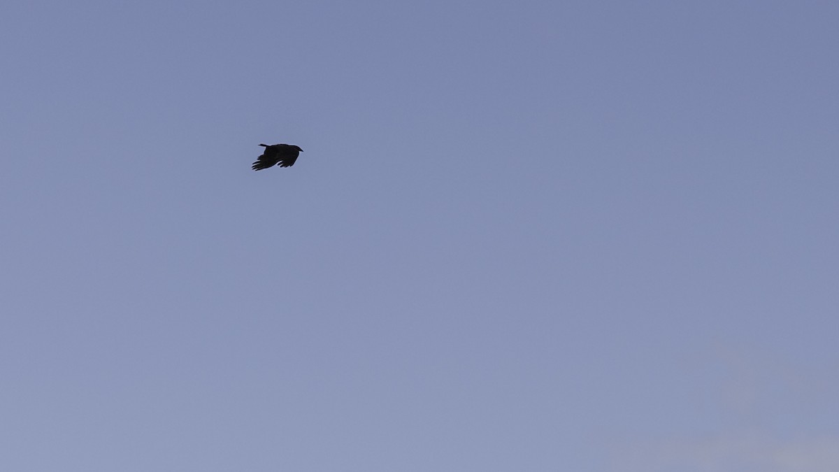 American Crow - ML636524888