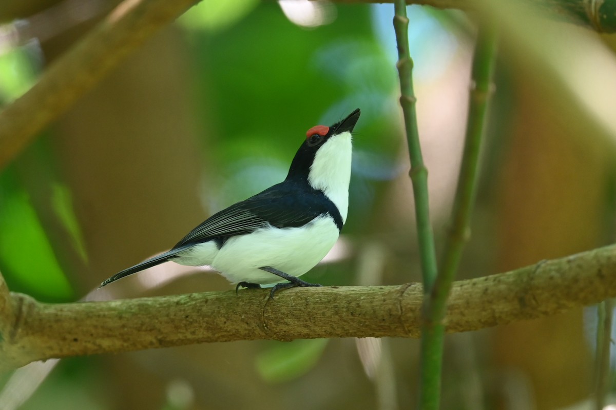 Black-throated Wattle-eye - ML636524895