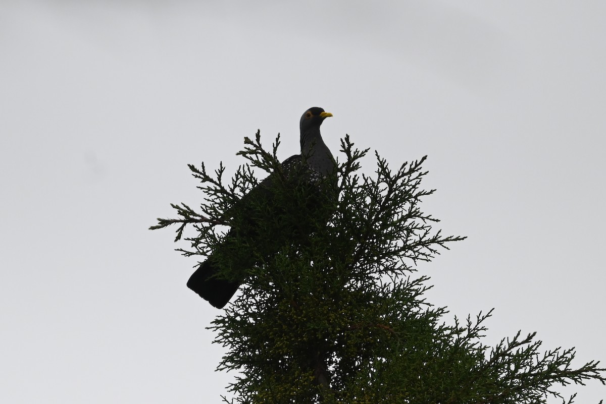 Rameron Pigeon - ML636524939
