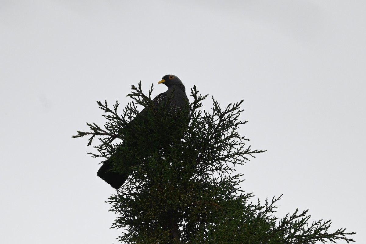 Rameron Pigeon - ML636524940