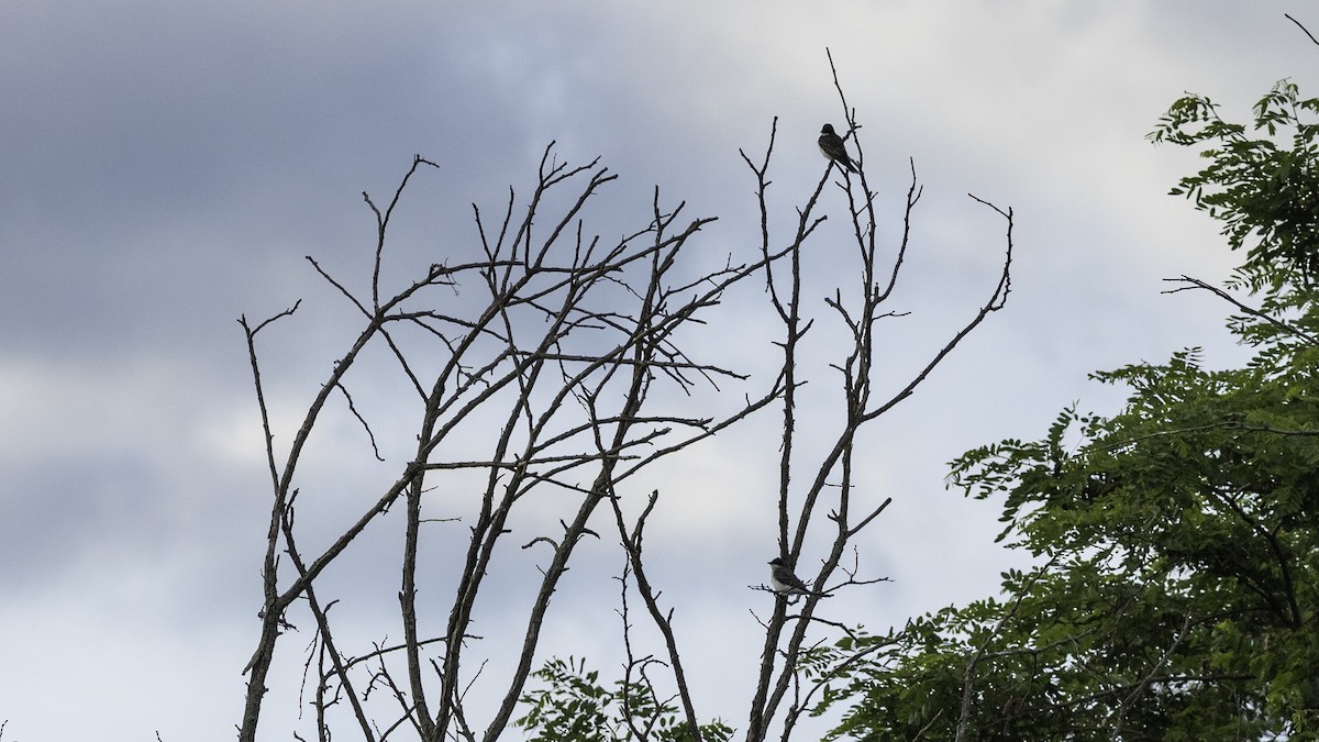 Eastern Kingbird - ML636525290