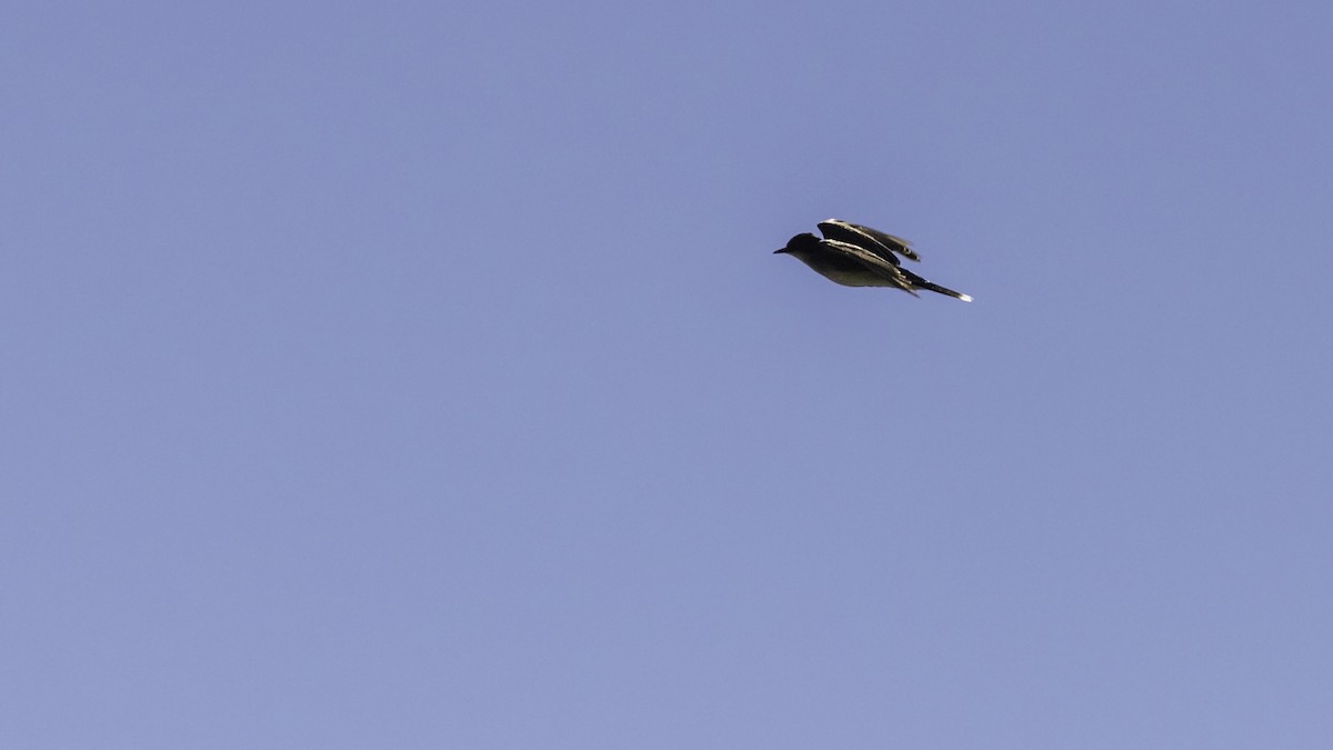 Eastern Kingbird - ML636525291