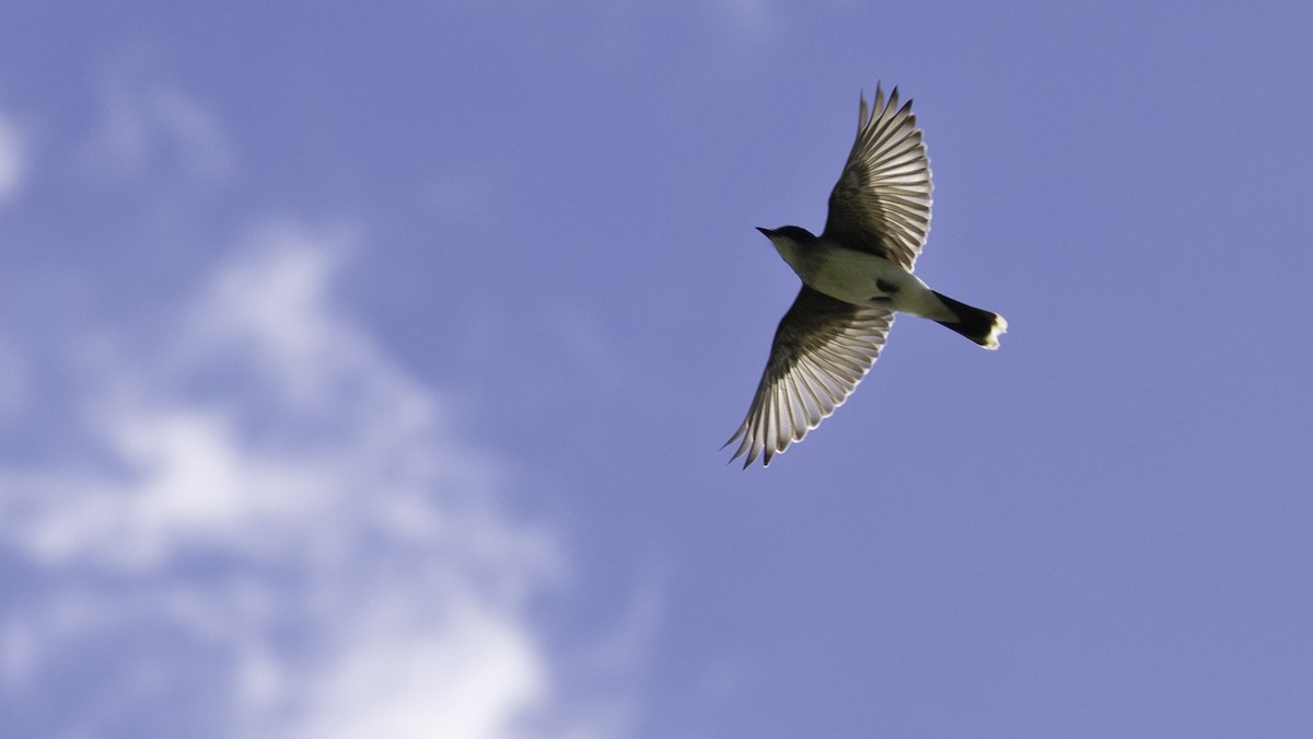 Eastern Kingbird - ML636525292
