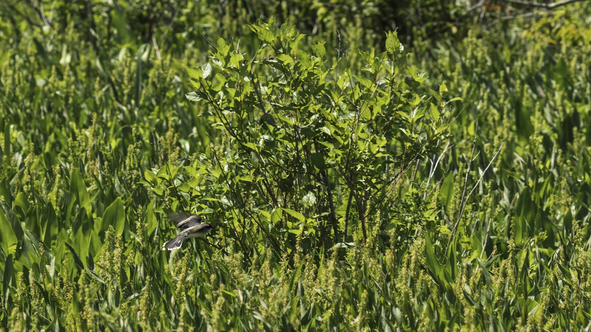 Eastern Kingbird - ML636525293