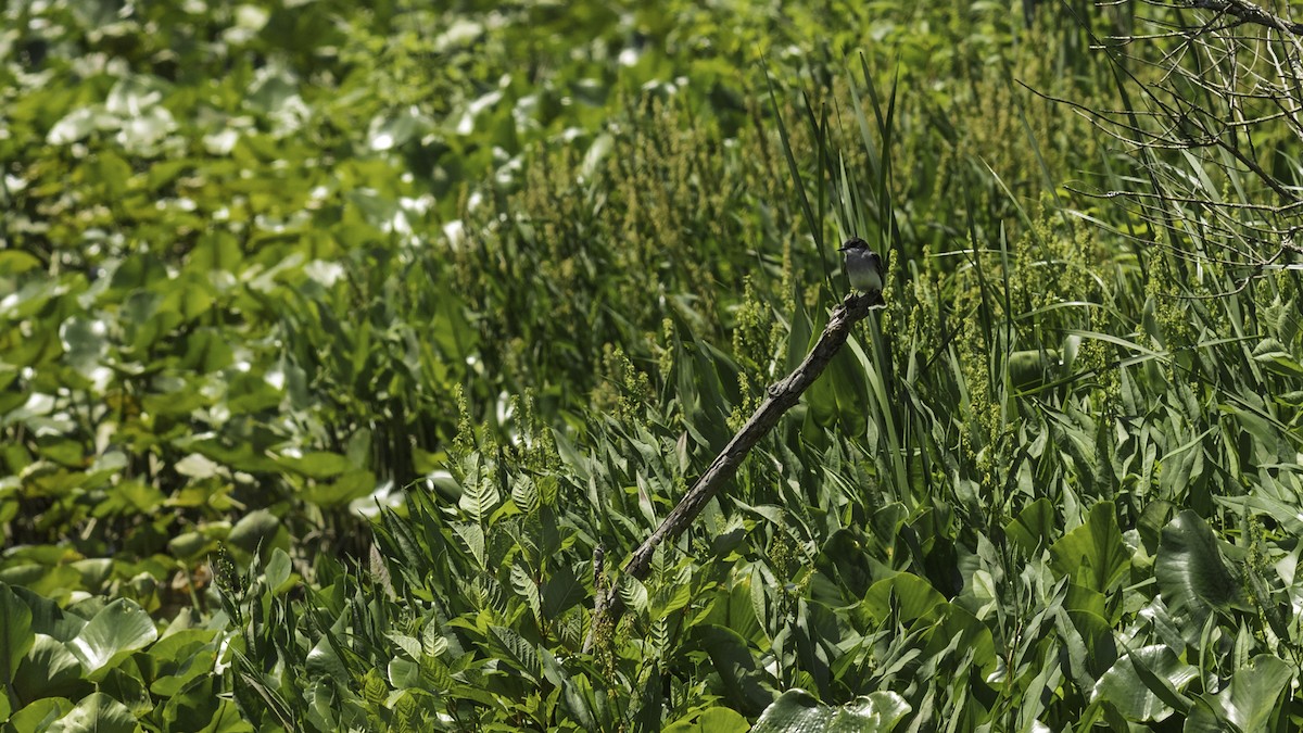 Eastern Kingbird - ML636525294