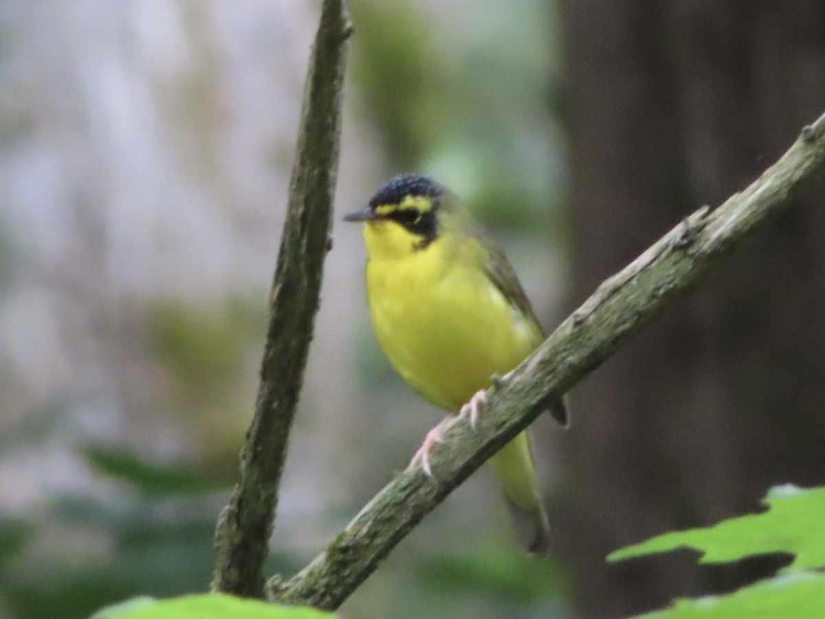 Paruline du Kentucky - ML636525308