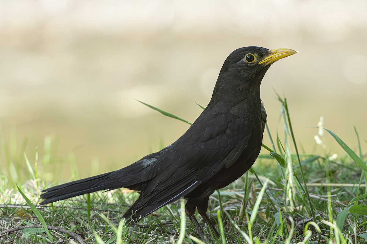 Chinese Blackbird - ML636525359