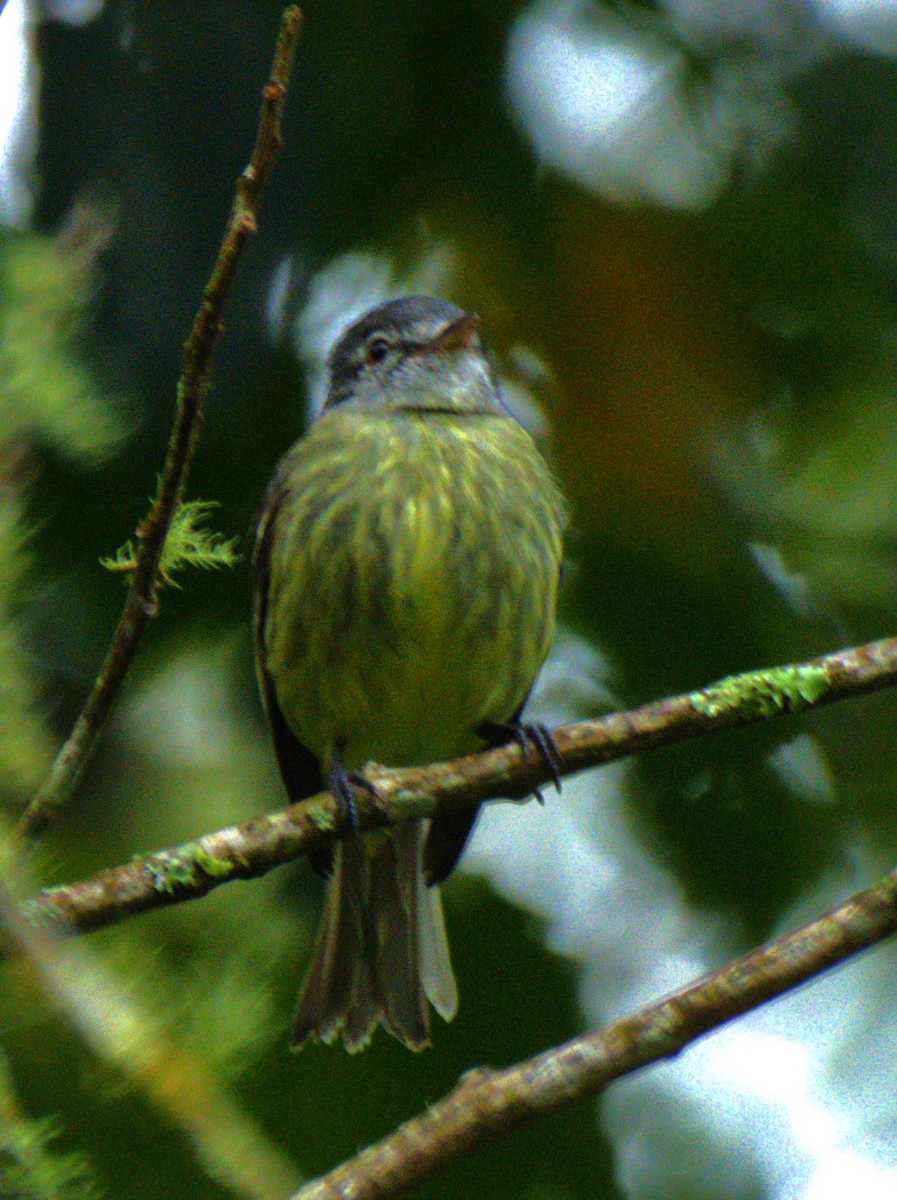 White-fronted Tyrannulet - ML636525377