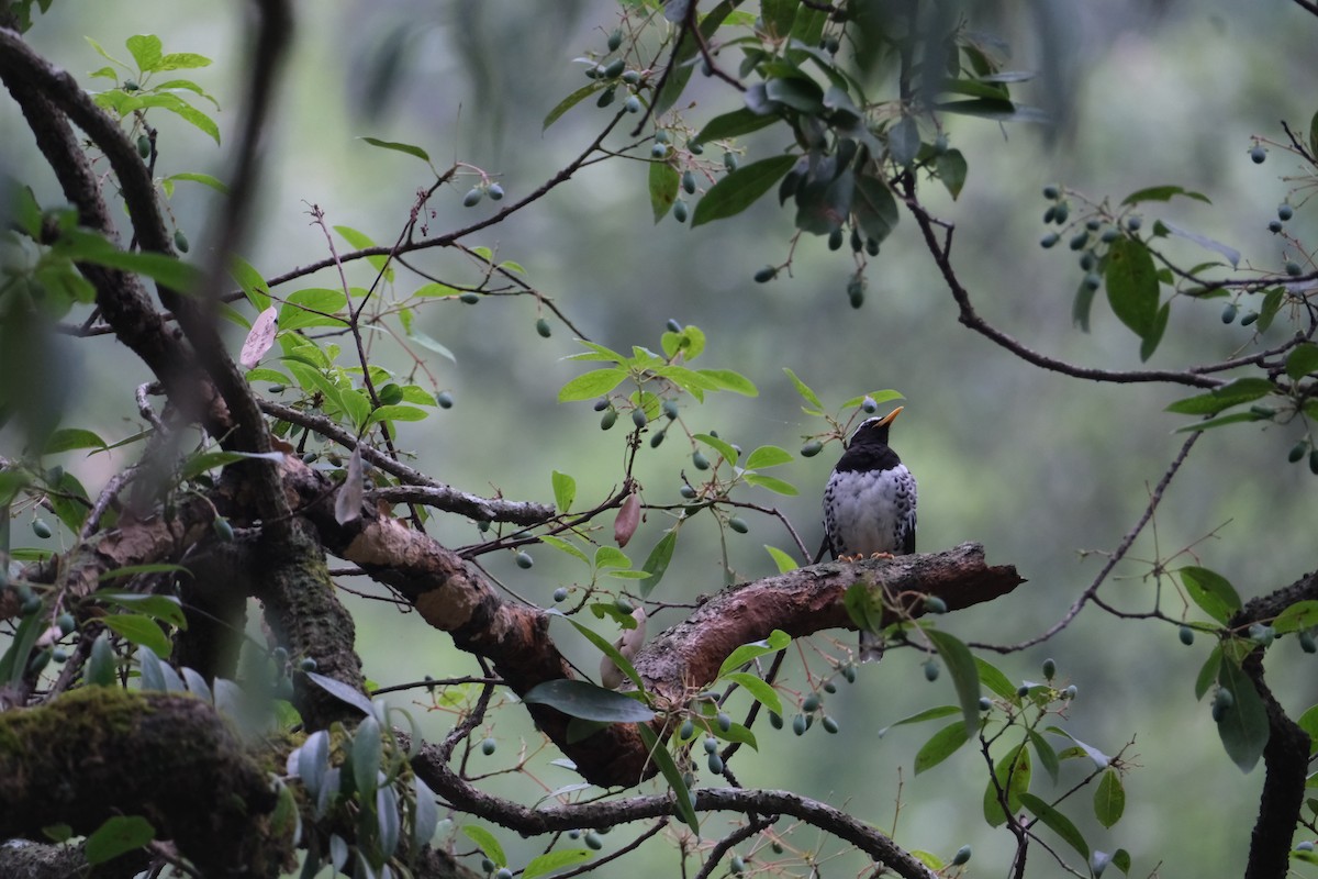 Pied Thrush - ML636525409