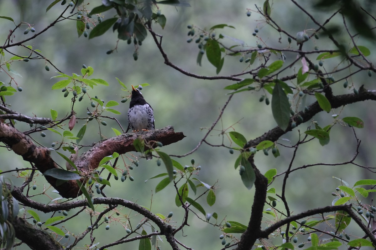 Pied Thrush - ML636525410