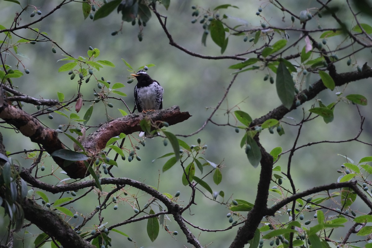 Pied Thrush - ML636525422