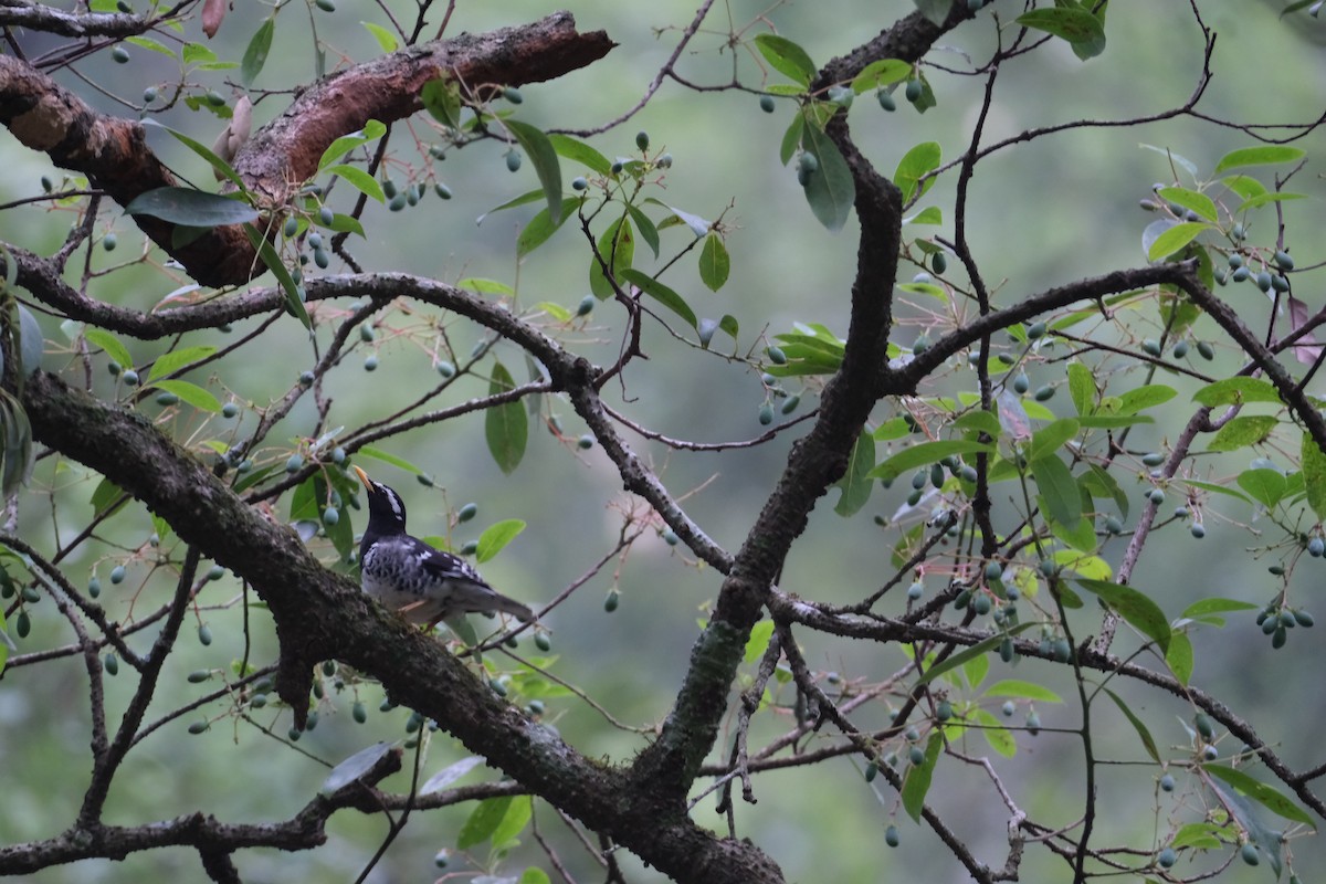 Pied Thrush - ML636525423