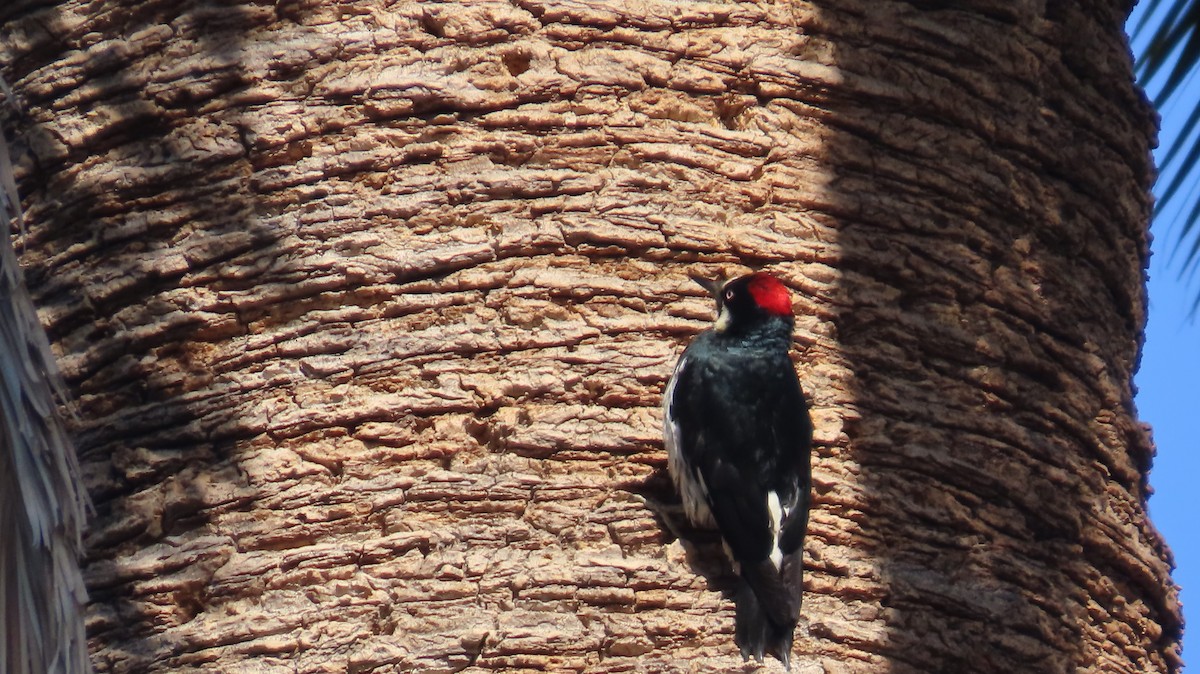 Acorn Woodpecker - ML636525428