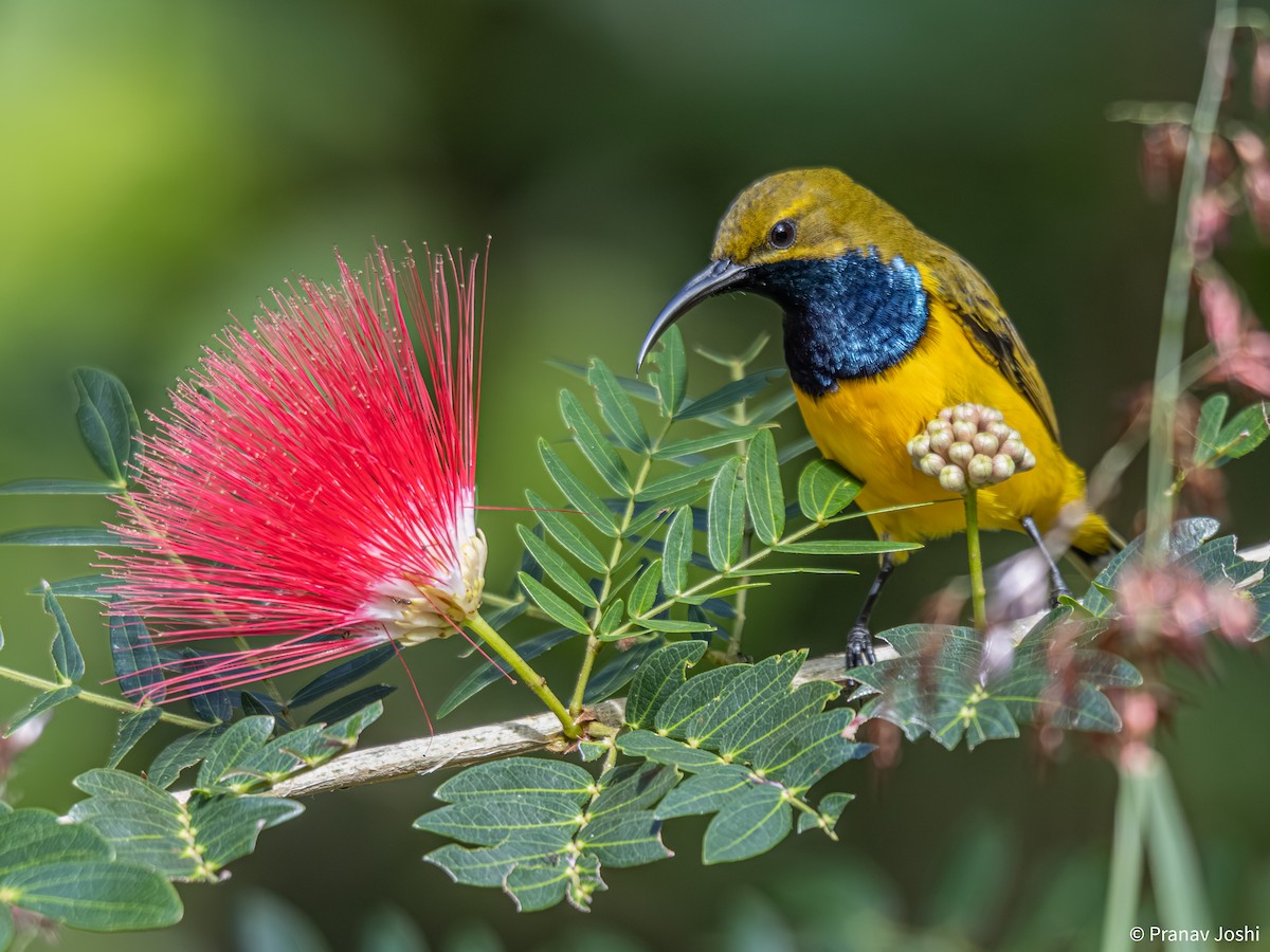 Sahul Sunbird - ML636525482