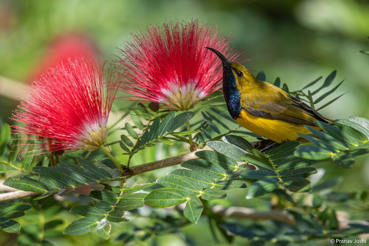 Sahul Sunbird - ML636525483