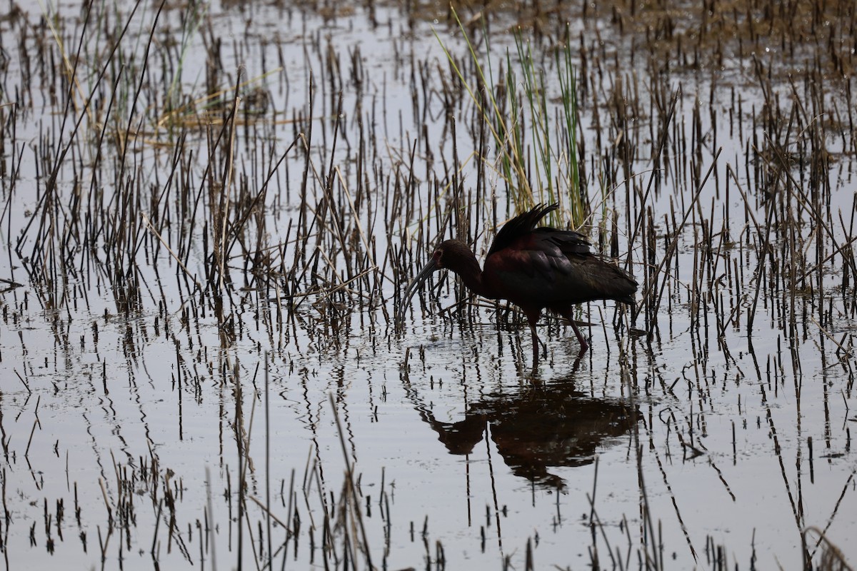 Ibis à face blanche - ML636525487