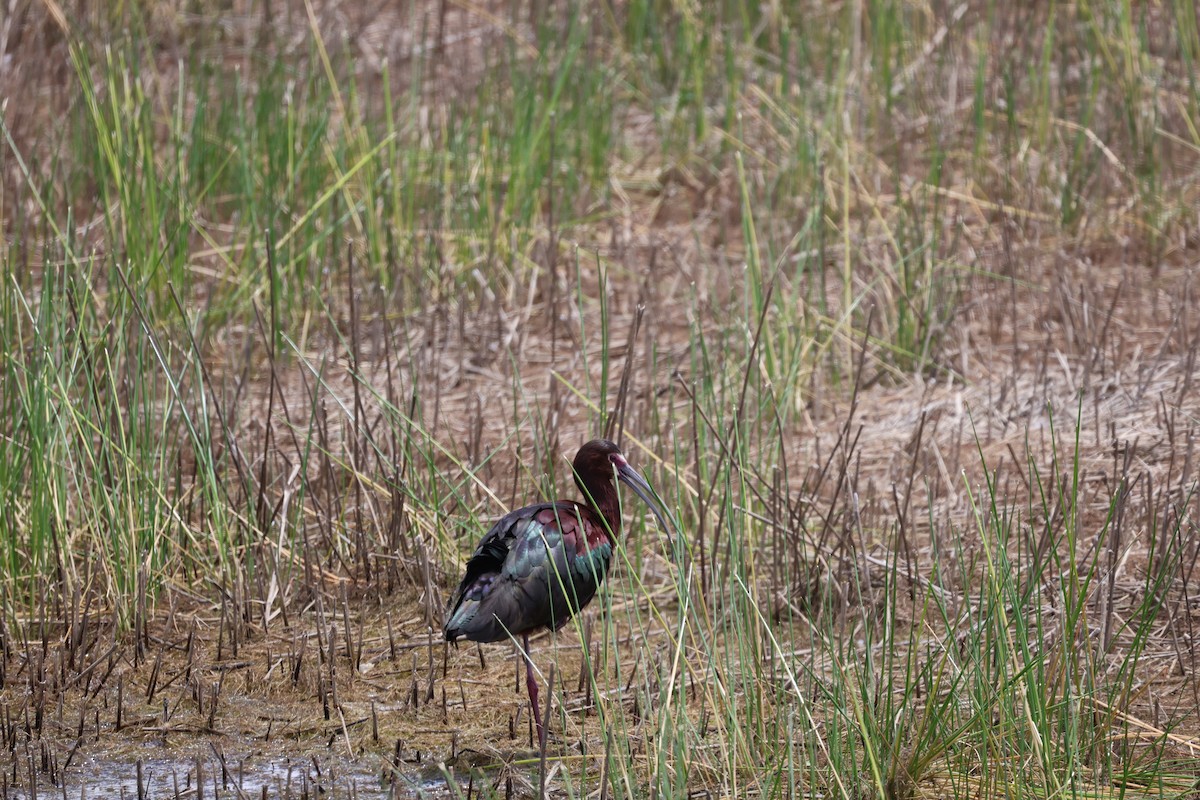 Ibis à face blanche - ML636525497