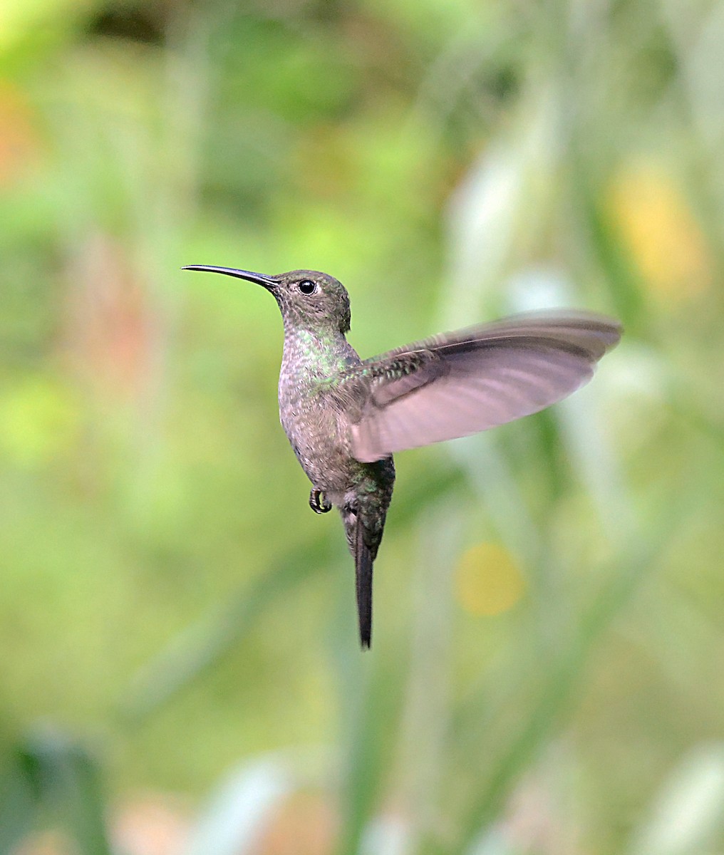 Sombre Hummingbird - ADMILSON GOMES