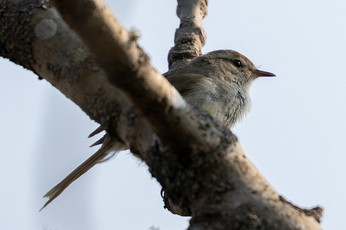 Japanese Bush Warbler - ML636525513