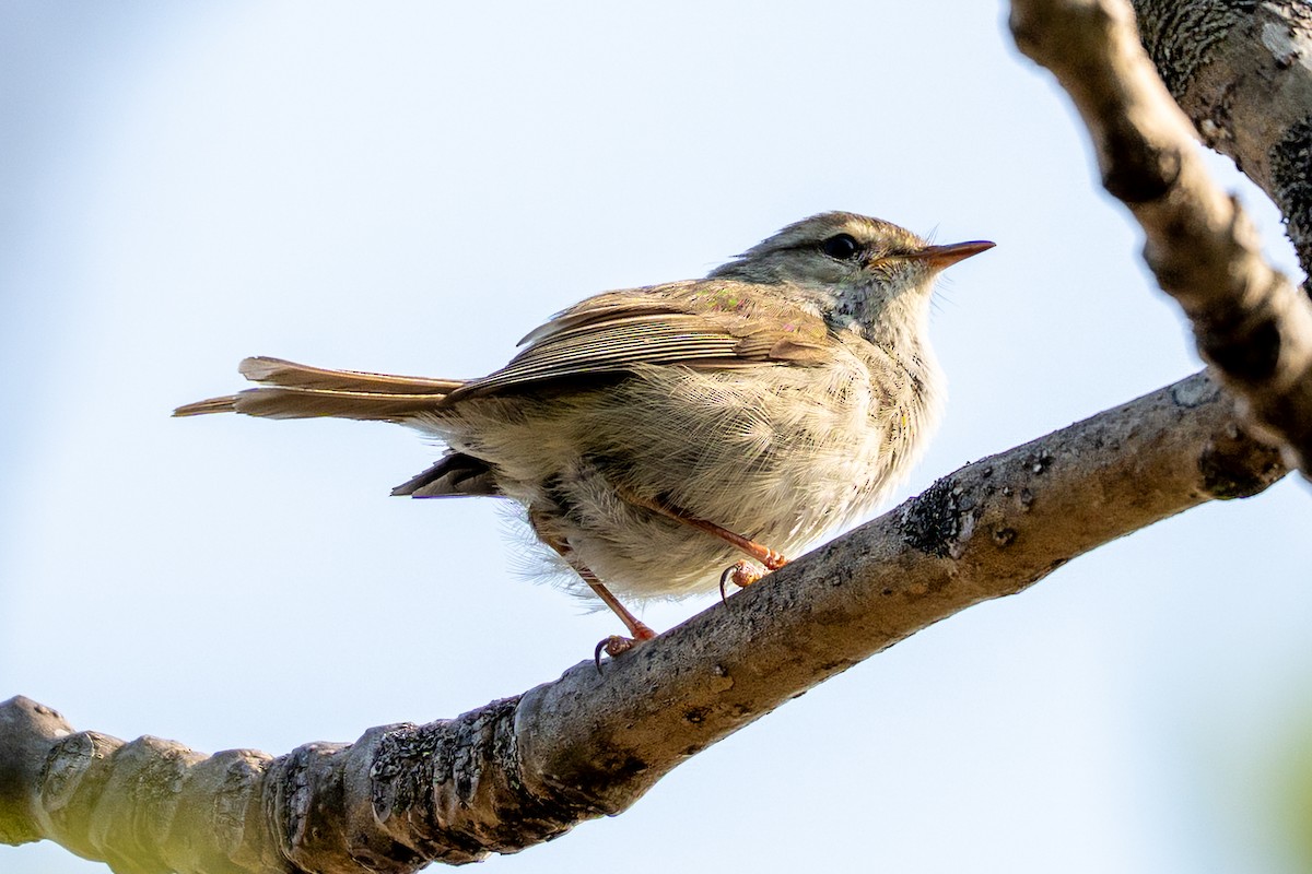 Japanese Bush Warbler - ML636525514