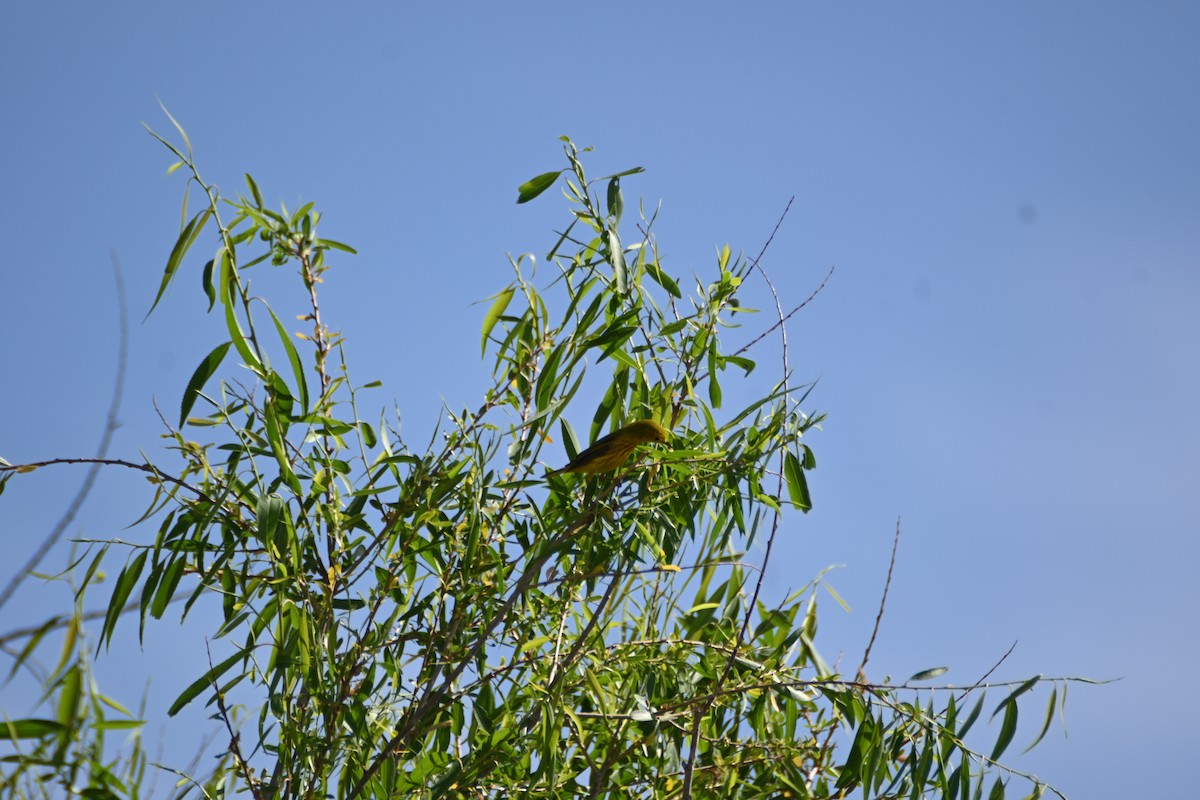 Paruline jaune - ML636525528