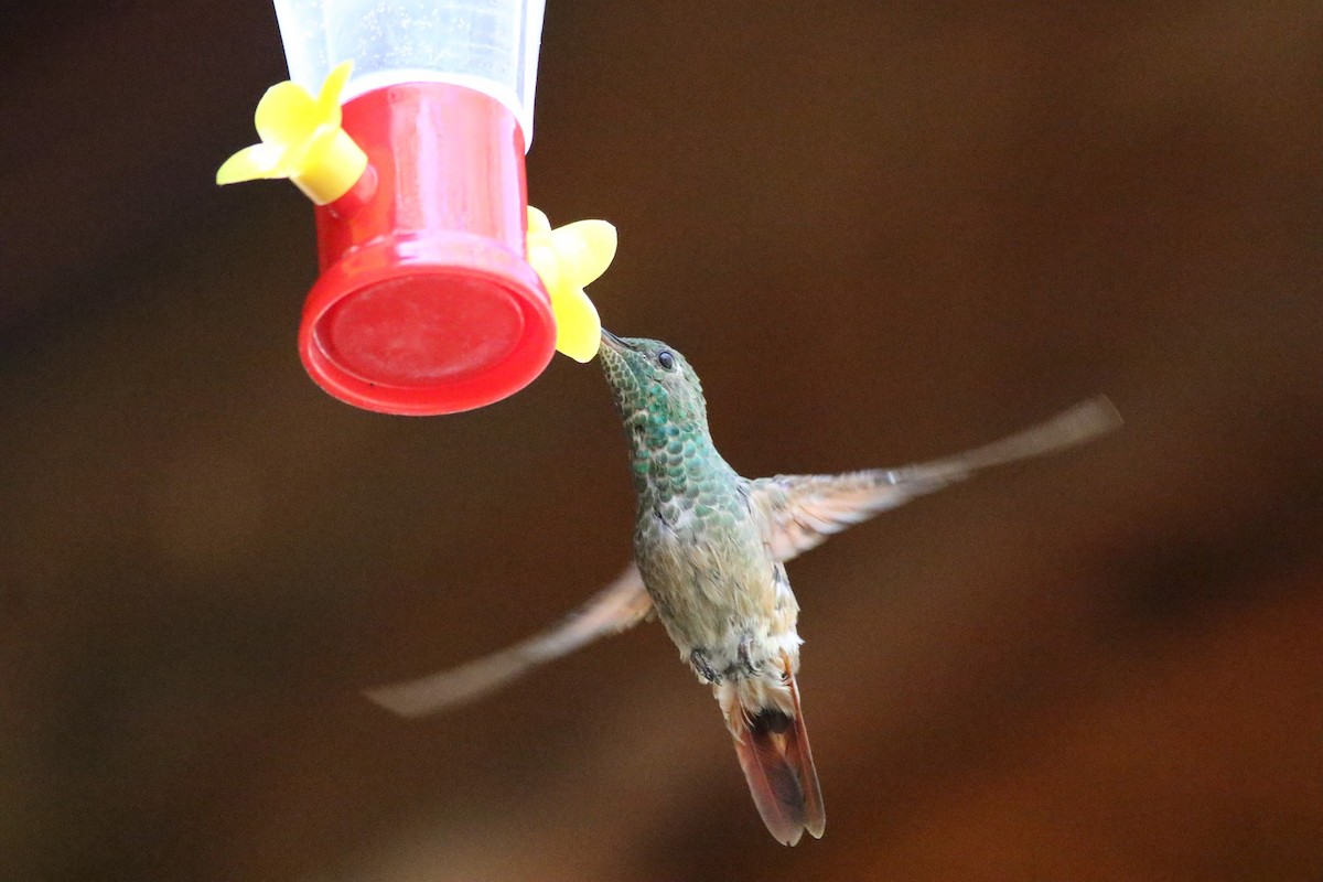 kolibřík mexický - ML636525628