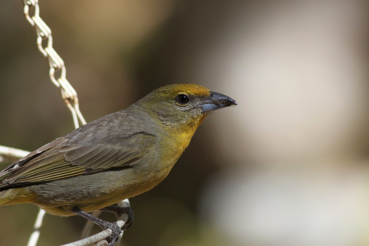 Hepatic Tanager - ML636525640