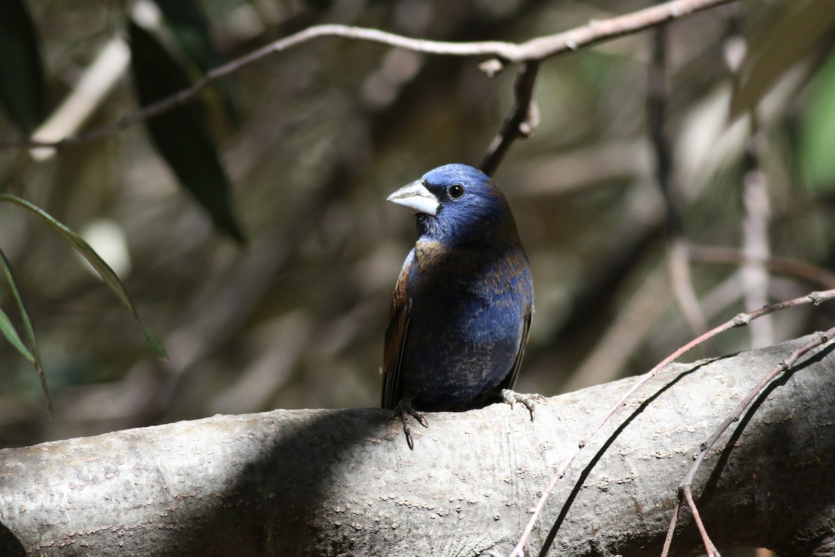 papežík modrý - ML636525656