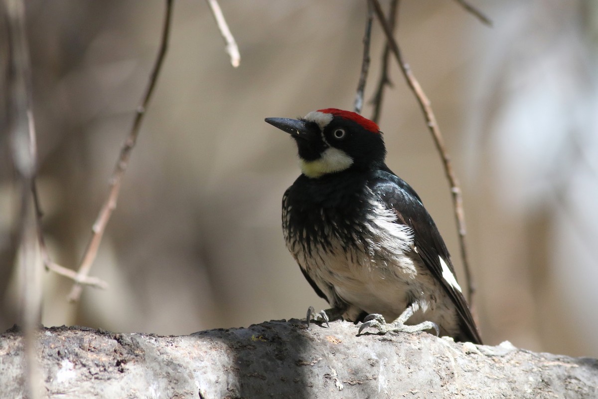 datel sběrač - ML636525685