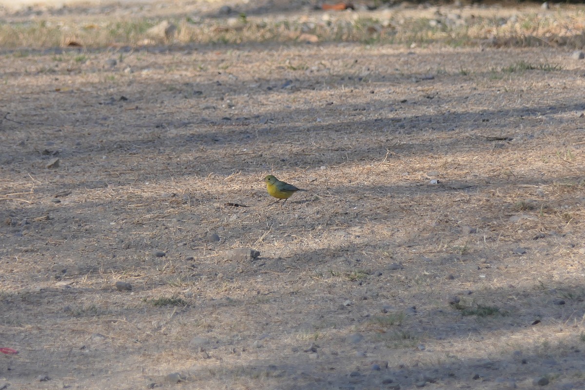 Orange-breasted Bunting - ML636525691