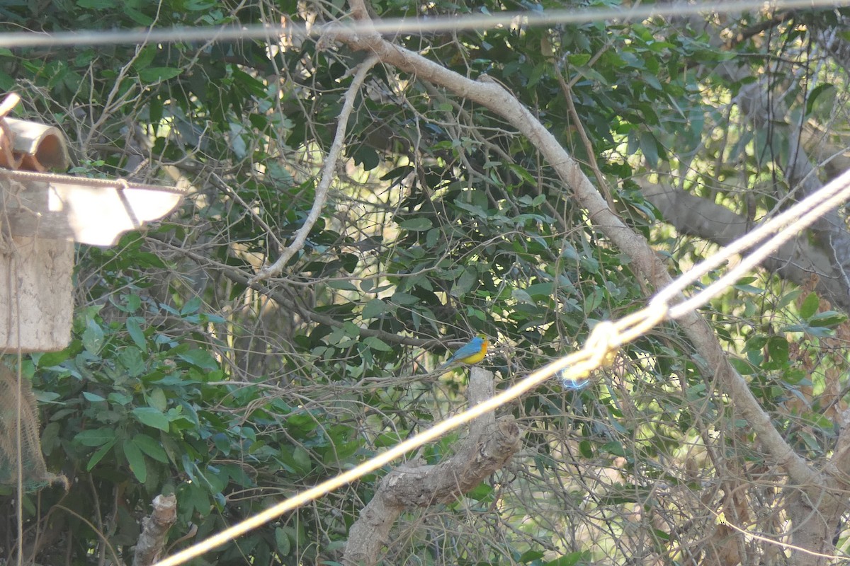Orange-breasted Bunting - ML636525695
