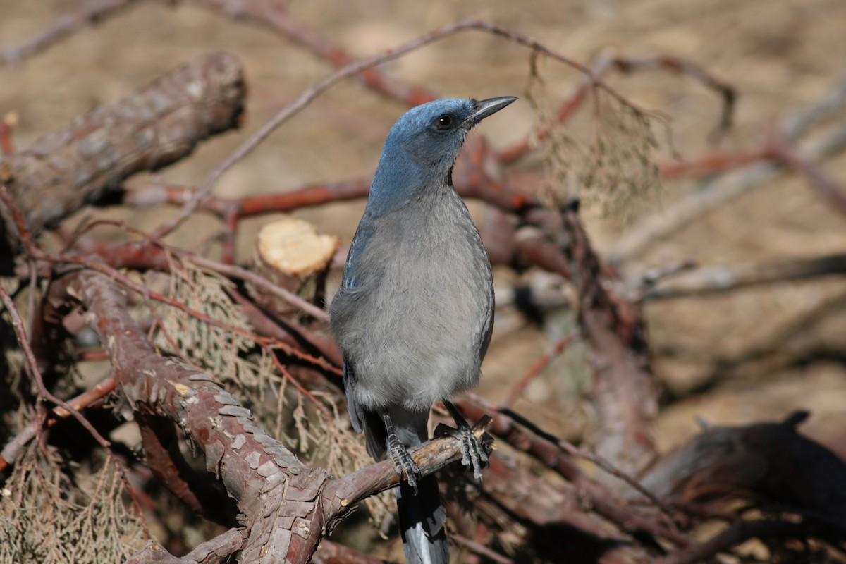 sojka mexická - ML636525773