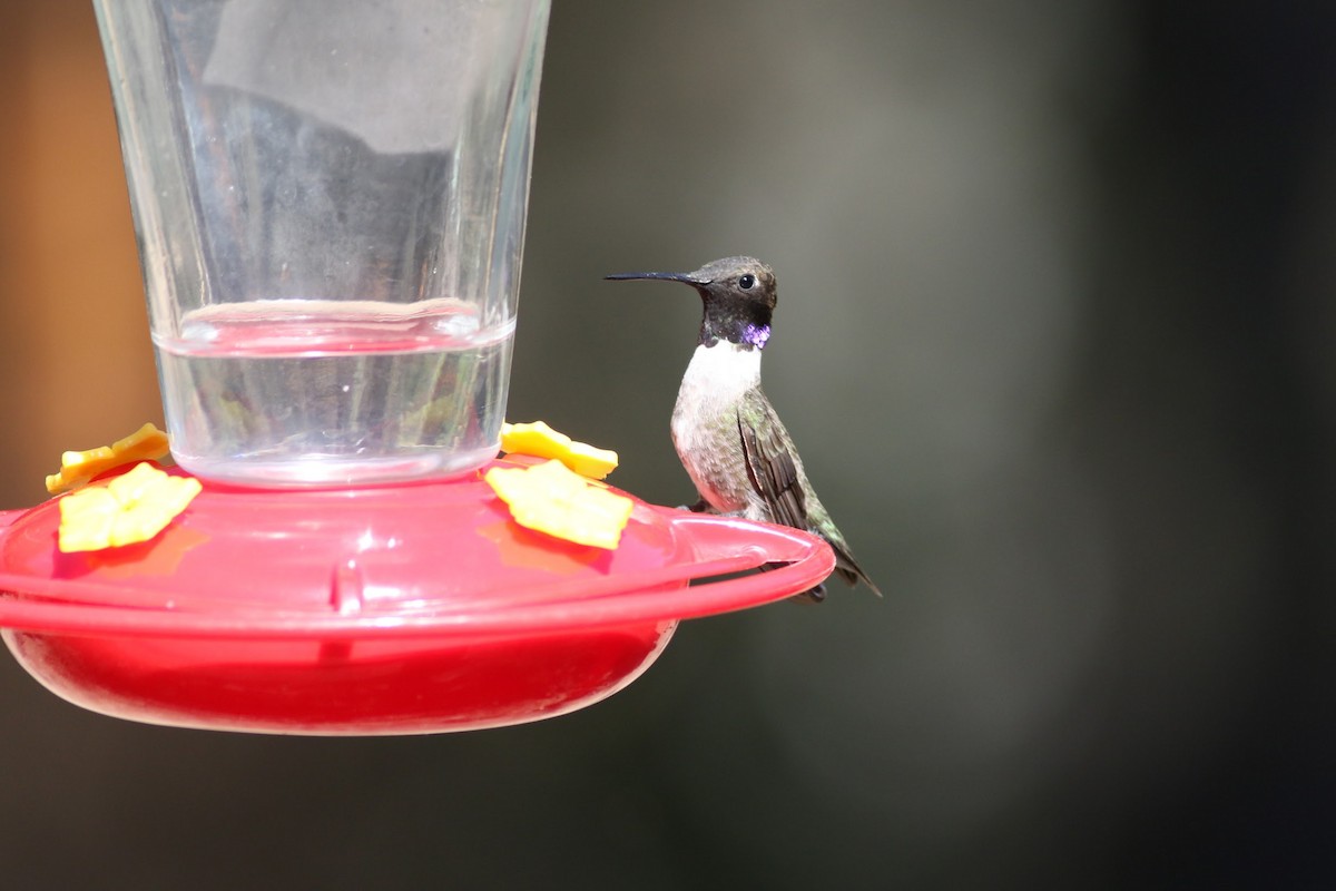 kalypta černobradá - ML636525779