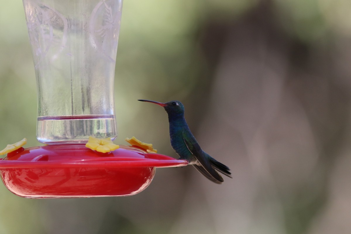 kolibřík širokozobý - ML636525788