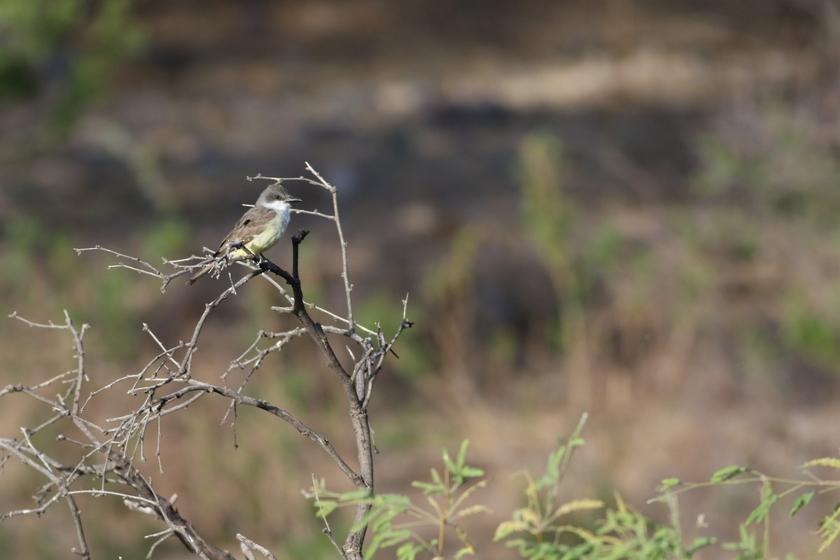 Thick-billed Kingbird - ML636525850