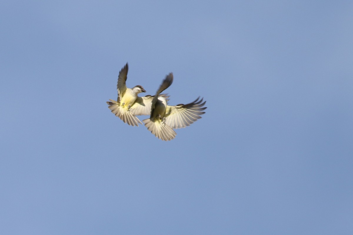 Thick-billed Kingbird - ML636525851