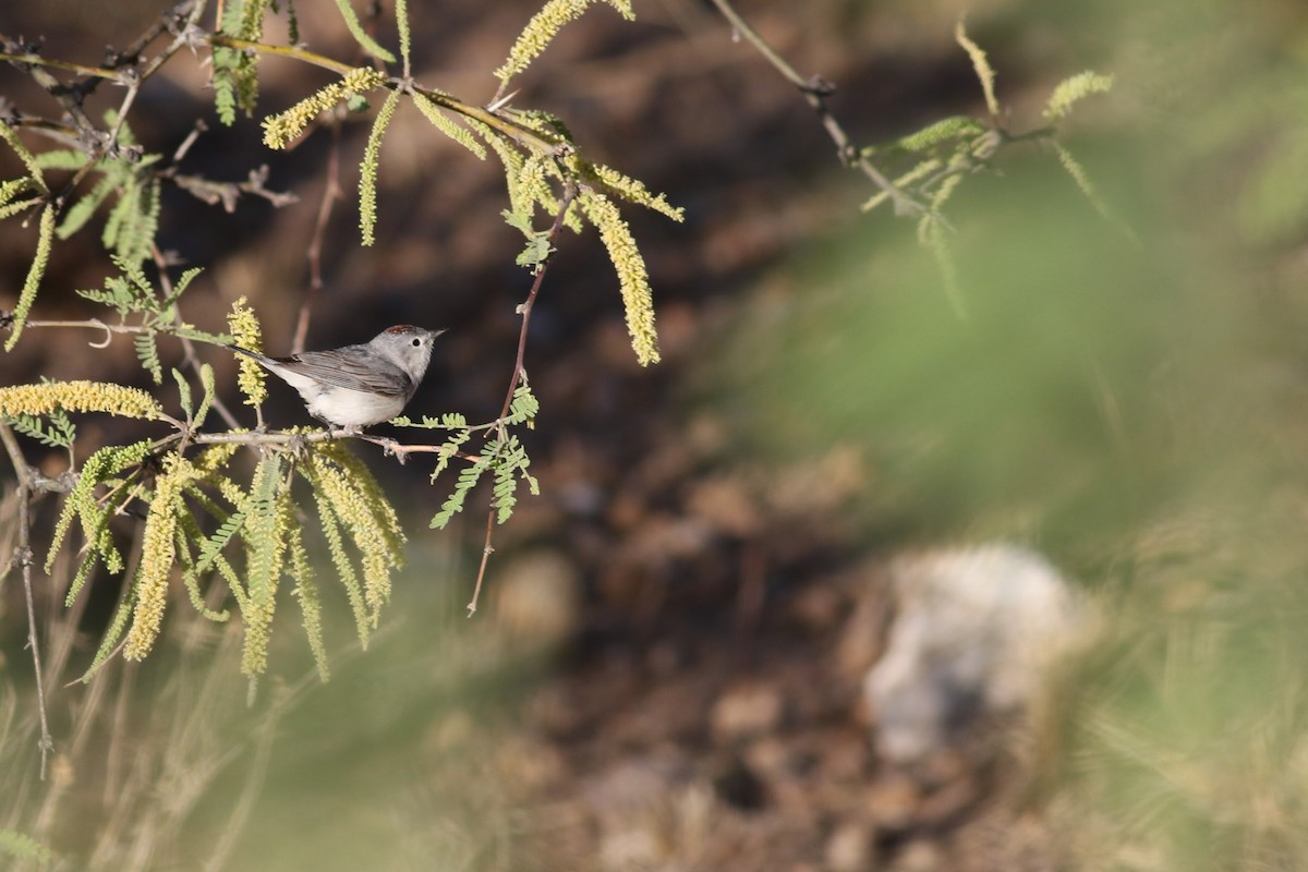 Lucy's Warbler - ML636525862